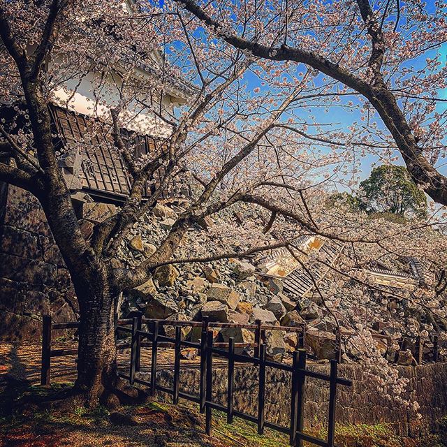 桜× 熊本城！